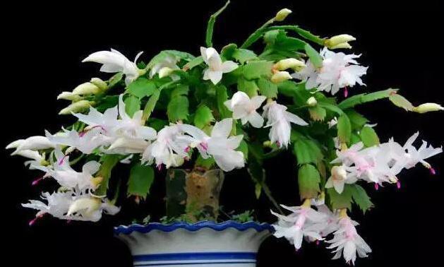 蟹爪兰怎么养才能开花蟹爪兰催花小妙招，养好了一年可开3次