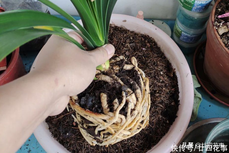 4月给君子兰翻盆，3事不做白费劲，整年长势受影响