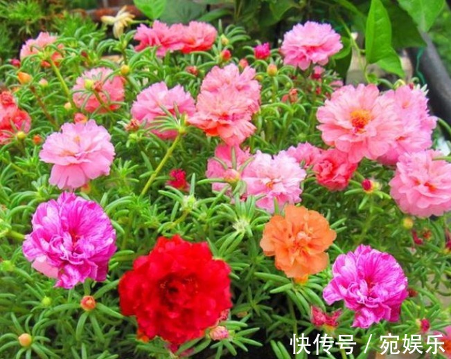 五角星花|现在就养“3种花”,越热开花越多,养护简单漂亮,大家都抢着买