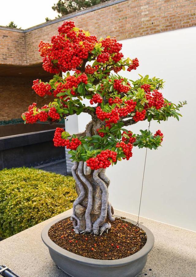 老桩|6种富贵花,全都“寿命长”,轻松养成老桩,越大越“旺家”