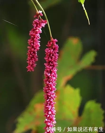 红蓼花!成束之美!难得一见!