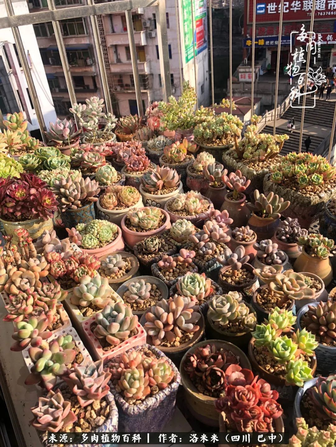 时间是多肉最好的滤镜!附个人养护经验!