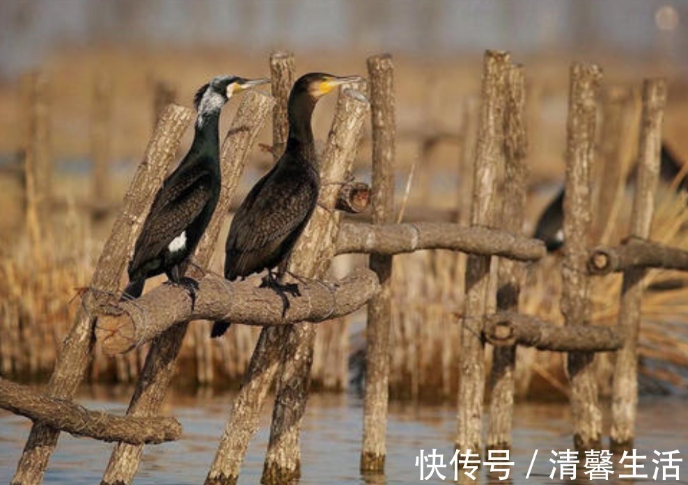 咸干鱼|青海湖的难忘历史，3年吃掉7.5万吨，如今湟鱼种群怎么样了？