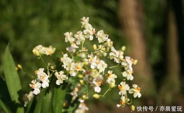 这5种植物,冬天一定要“断水”,一浇一个死,管住手