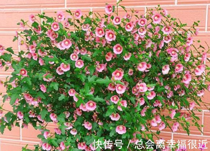 “4种花”养家里，全年开花不断，阳台变成“小花园”！