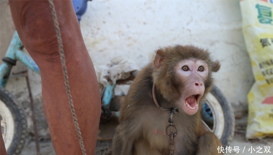 杂技|猴在我在“杂技之乡”的7旬训猴老汉与猴同吃住终生未娶