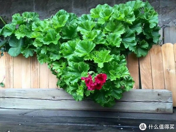 露台花园成型记（篇二）