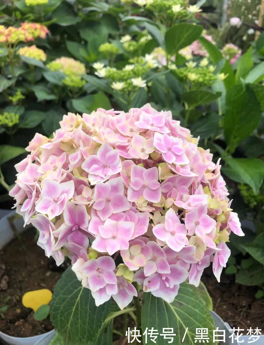 养护|有院子一定要养的“3种花”,花多花大又好看好养,美成一幅画