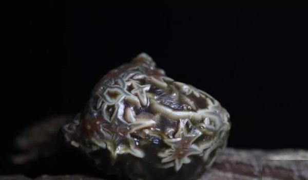 小石头|这种看起来肉肉的小石头异常珍贵,一颗就有可能换回一辆小轿车