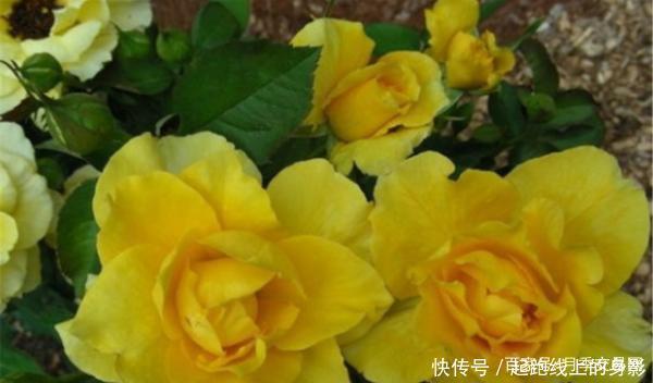 十大浓香月季排行榜,开花比香水还好闻,你喜欢哪种