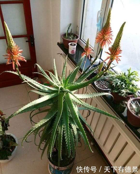 适合懒人养的“6种花”,不只是好养,还寓意好,利于健康