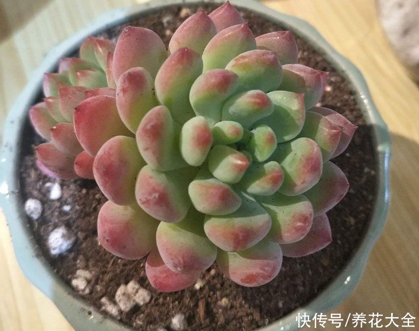 爆盆|适合新手养的多肉蓝苹果，注意3个方面，轻松养爆盆