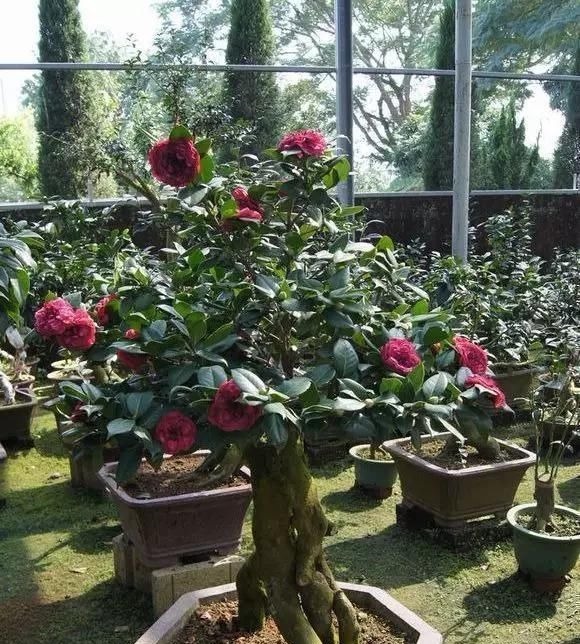 这4种“盆景树”，不仅观赏性高，寿命还特别长，越养越值钱