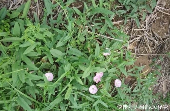 十個(gè)人九個(gè)腰痛,用此野草泡水喝,宣肺止咳,明目,早喝早好