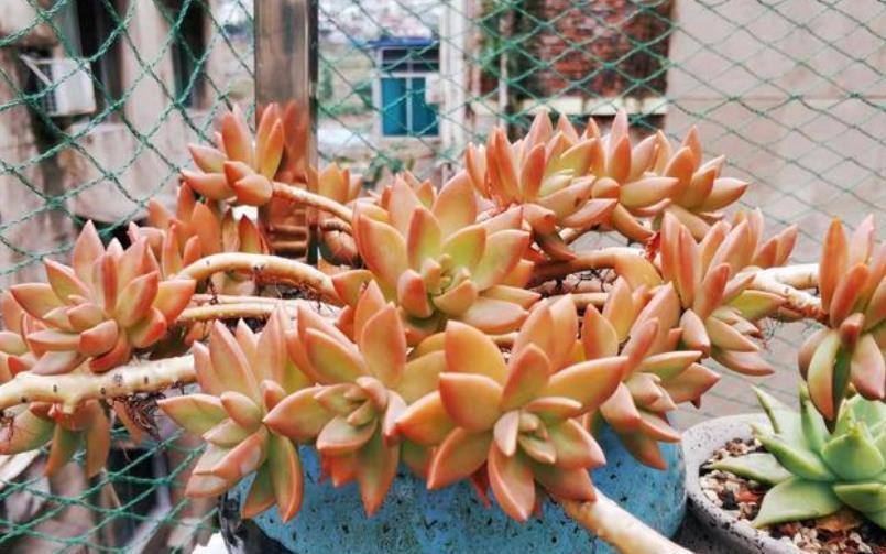 此款多肉好养又好看，爆崽快上色美，喜欢老桩多肉可别错过了