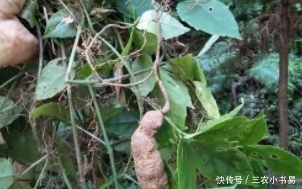 三农|农村一种野草,外表平常,殊不知城里100元一斤,你认识吗?