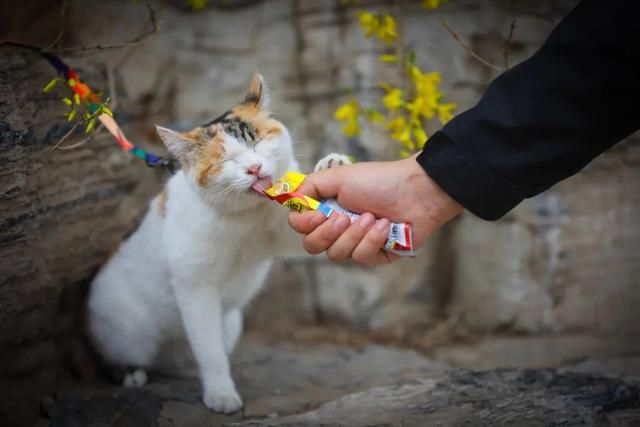 走呀！和猫一起去踏青吧