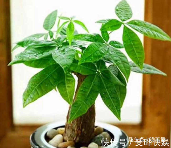 新根|4种“吉利花”,被水浇死了不要扔,简单处理又能长满盆