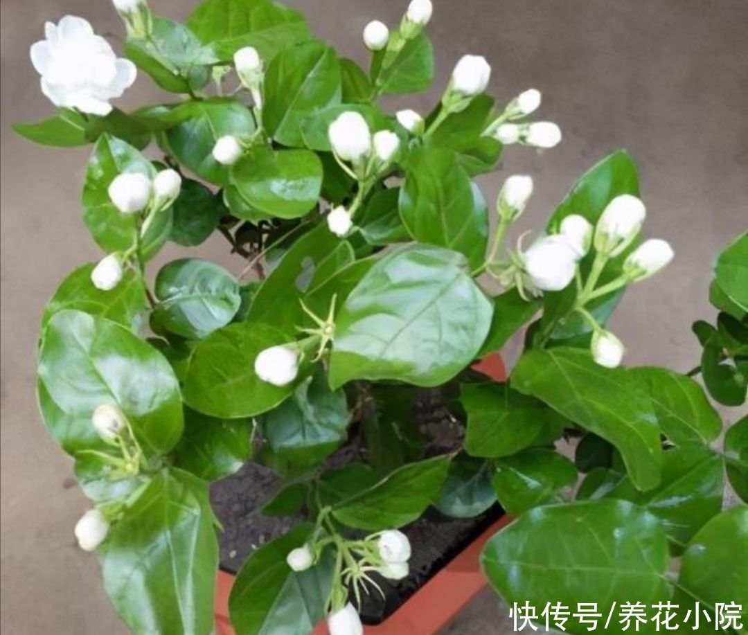 黄叶|夏天养花，一定别乱浇水，不然容易烂根黄叶