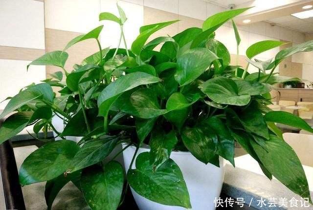 给“绿萝”浇水,兑上点这东西,棵棵长满盆,叶子巴掌大!