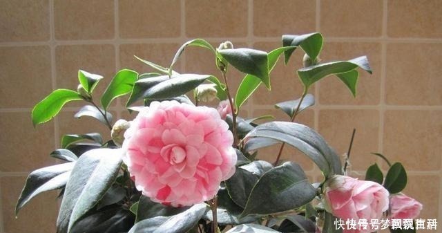 多色|被誉为“世界名贵花木”,一树多色,有枝必有花,价格便宜还好养!