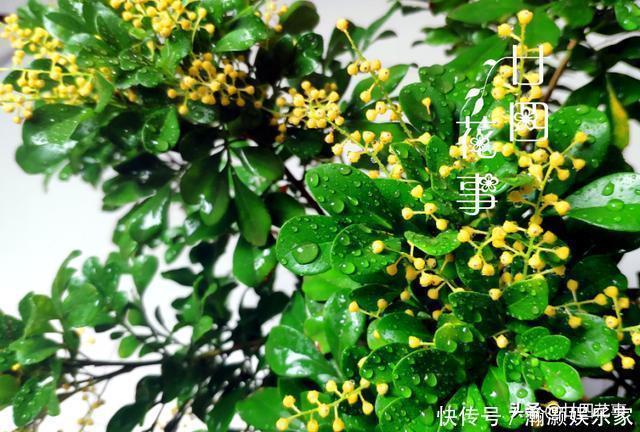 烂根|9种花，12月要“控水、断肥”，不注意烂根黄叶，活不到开春