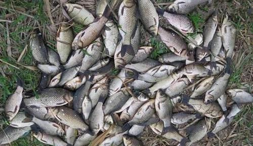 钓鱼必杀技:盘点民间这些用饵“野路子”,大鲫连竿的秘密绝招!