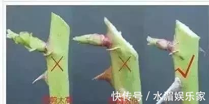 老花匠|养花修剪“学问大”,老花匠教你怎么修剪,才能突突冒花!