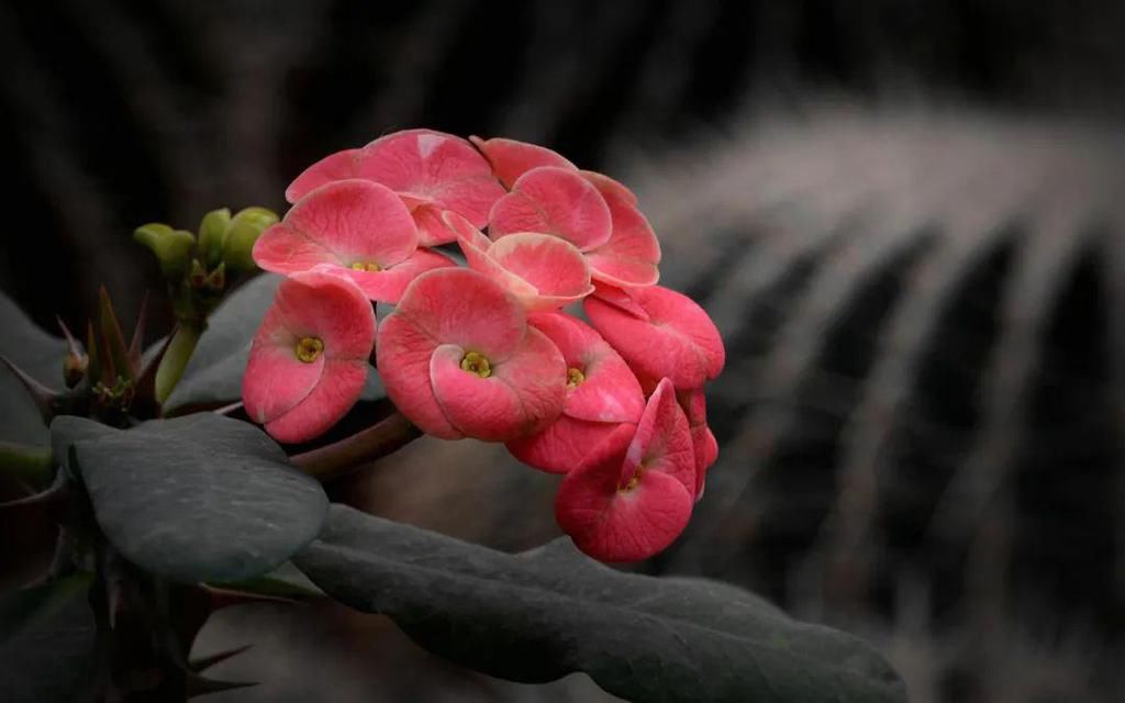 效用|有刺植物的刺是如何起源和演变的?有什么类型和效用?