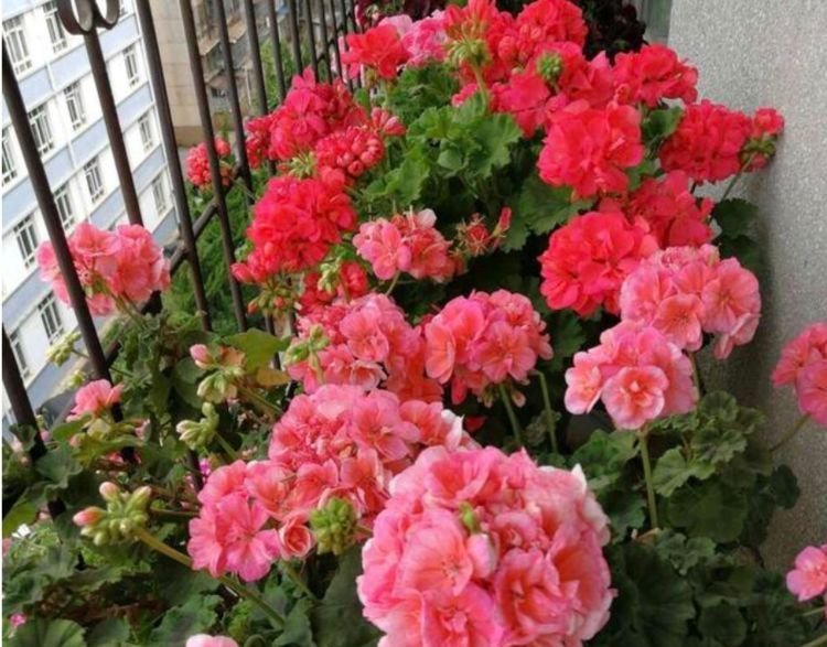 家养此款花卉,花大色艳胜玫瑰,花朵美艳,随便一养成花海