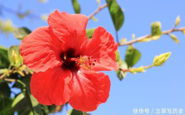 适合新手养殖的几款草花,开花美长势旺,颜值超高的