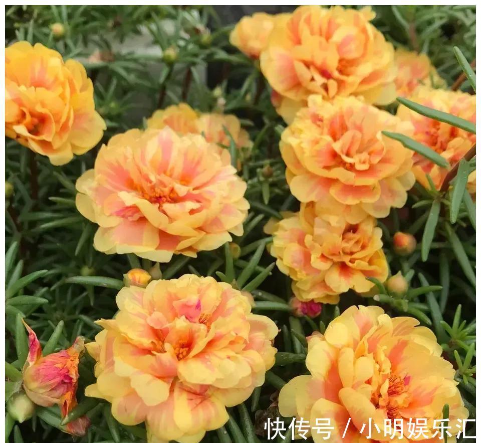金鱼草|6种“漂亮花”，五块钱买一盆，持续开花200天，太便宜了