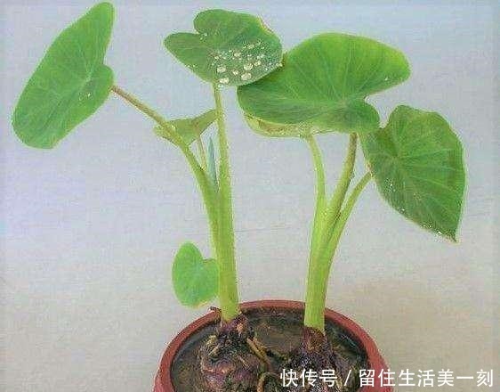 5种吃剩的菜根别丢,种出漂亮的小盆栽,不花一分钱,比花还漂亮!