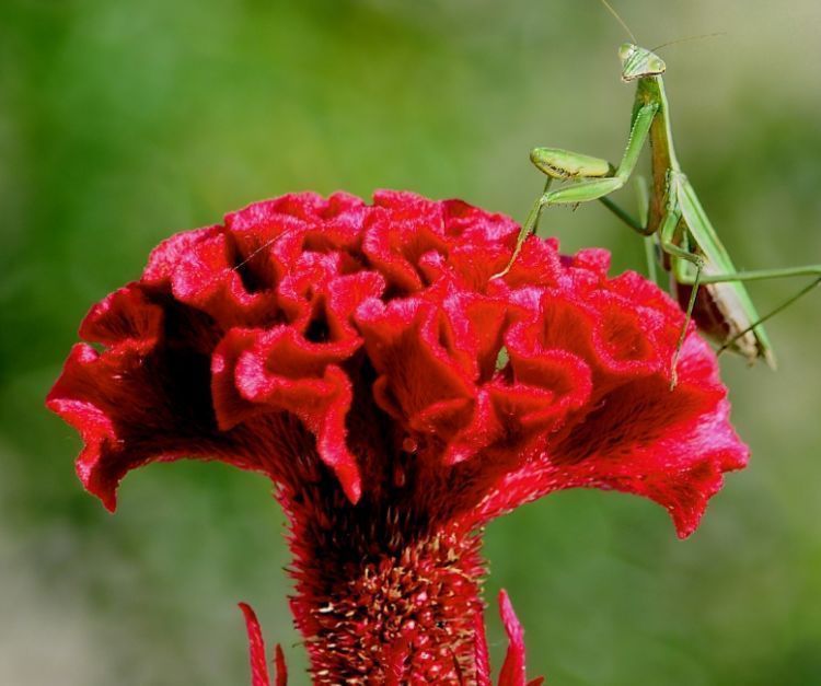 花色|家养4种“招财花”，花色艳丽，仙气十足，谁见了都想养！