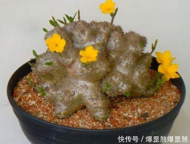 4种高贵的多肉,很多人只听过名字,却没养过,直呼养不起!