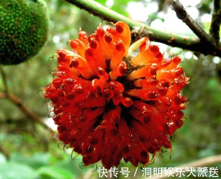 壮筋骨|农村常见的一种树,可以壮筋骨,助阳气,补虚劳,早知早受益