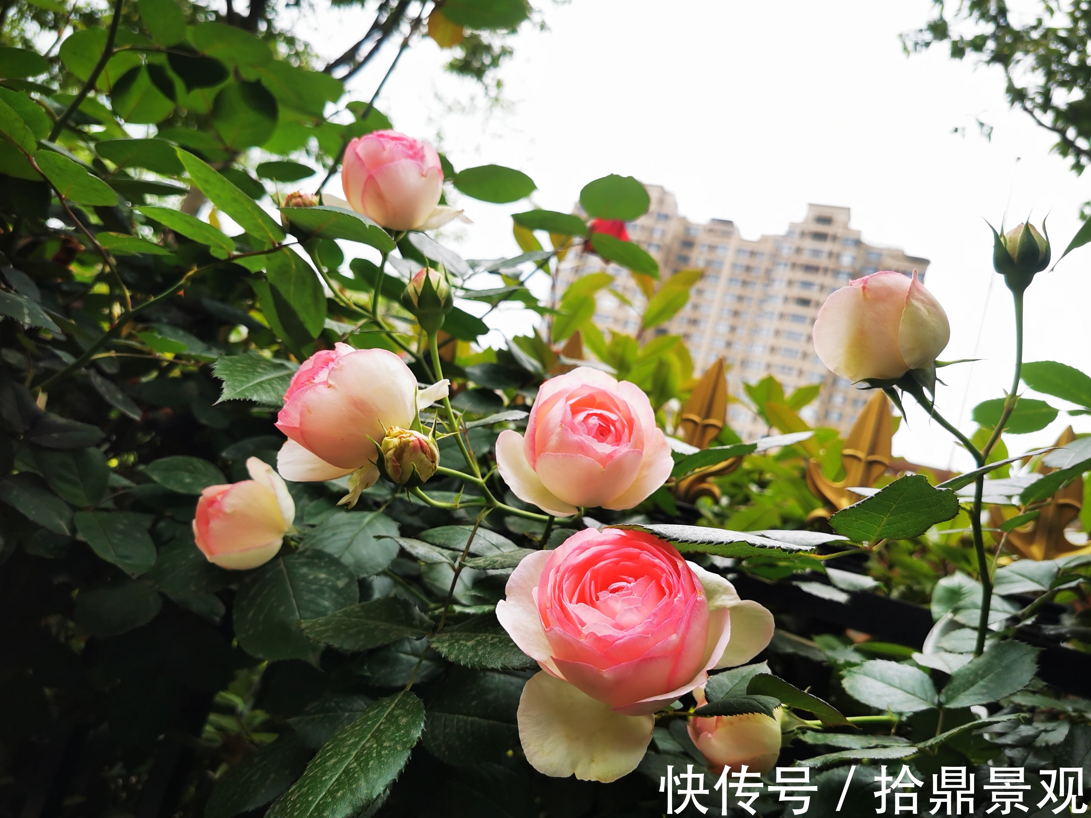 植物|10㎡的阳台花园改造两点注意