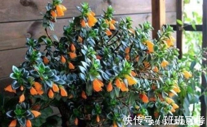 金鱼吊兰|这几款植物养在家里，一年四季开花不断，花大色艳很漂亮