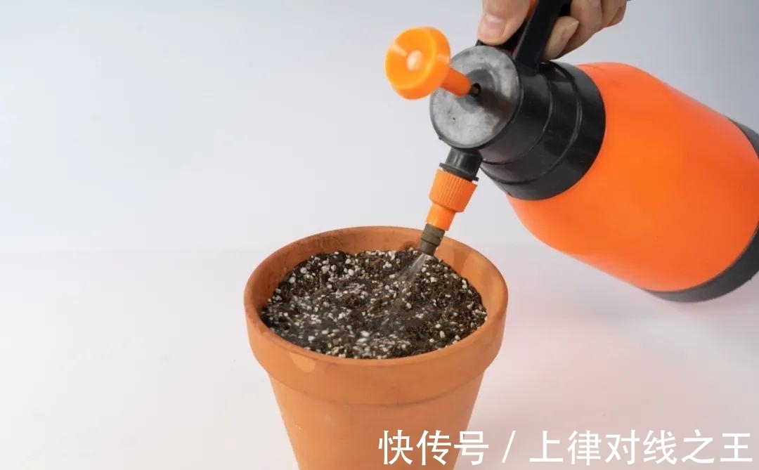 长筒花是“室内花量王者”,没光也能开爆盆,阳台党福音