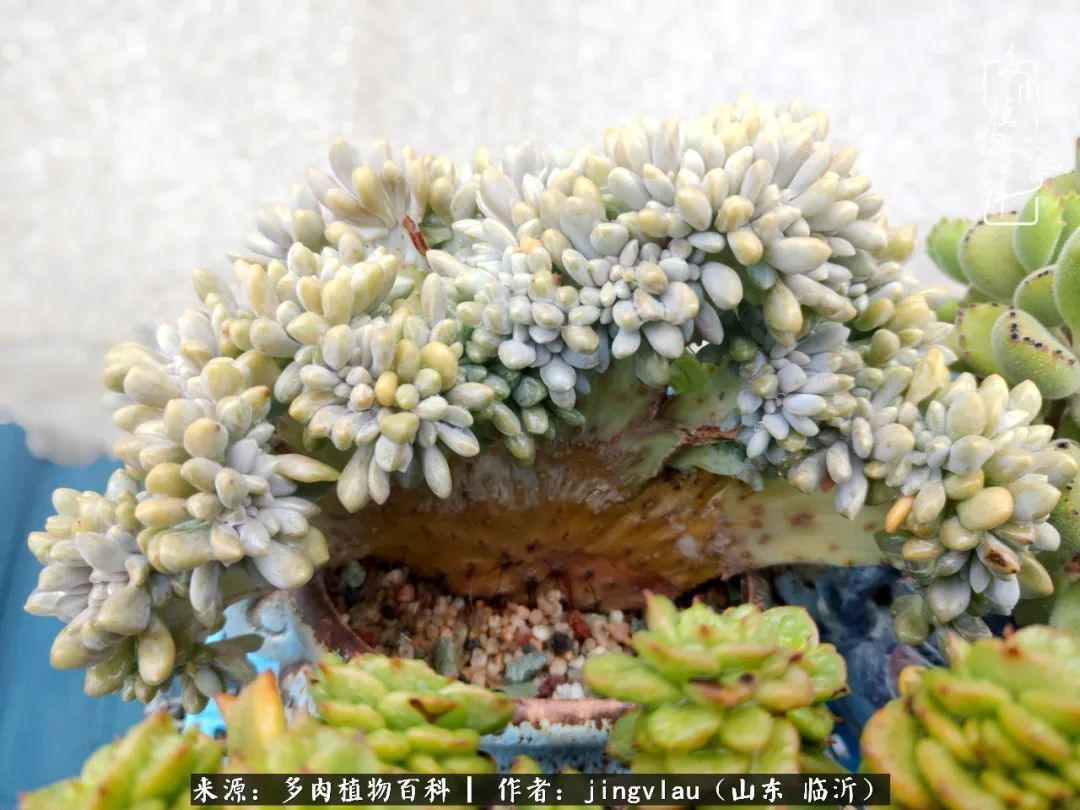 花月|多肉露养度夏，没遮阳没遮雨，有惊无险！