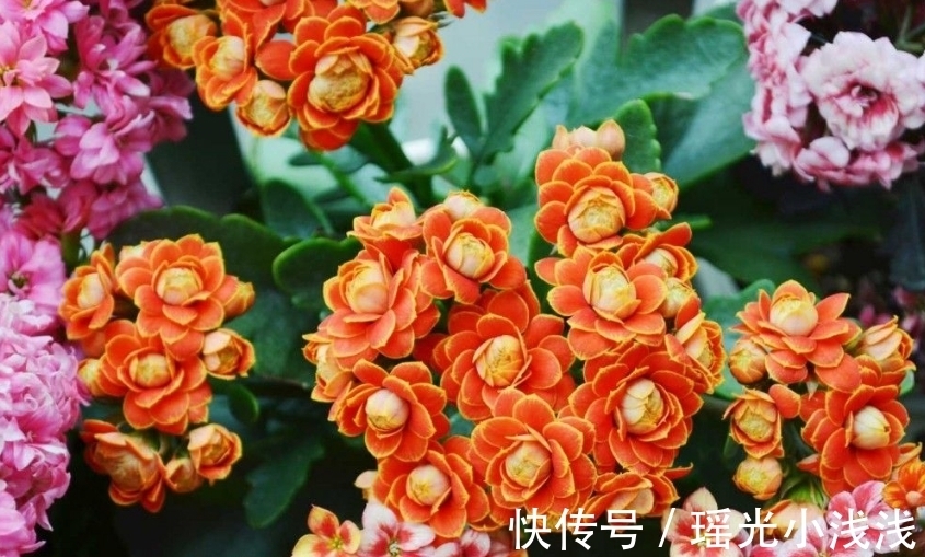 花苞|花市卖的长寿花，都满头花苞，原来是有“猫腻”，学学吧