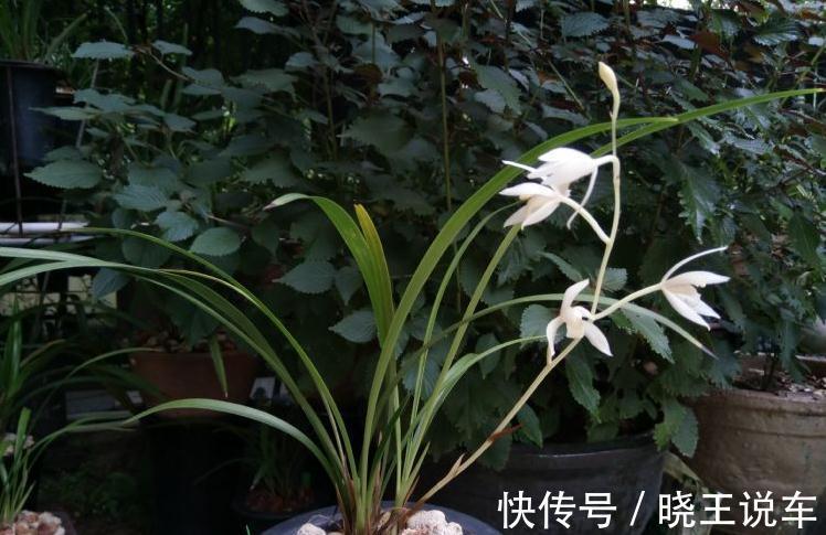 网友种的下山兰，开出了白花，让人羡慕不已