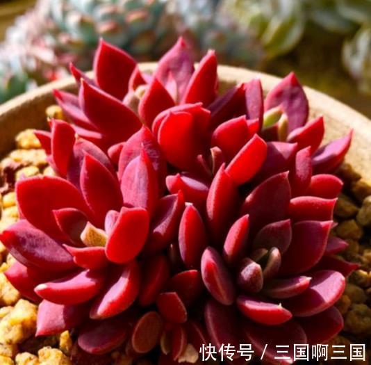 10种适合新手的多肉,生命力顽强,一年到头都有好状态,真美