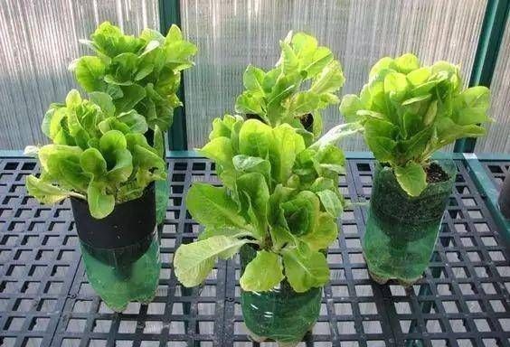 浇水|太神奇了！她在塑料瓶里种蔬菜，一年都吃不完！