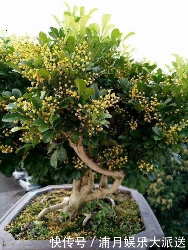 房子再小,也要养这3种花,好养又便宜,还能吸“有害气体”