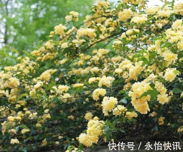 阳台再小,也要养棵“香水花”,皮实好养颜值高,适合新手