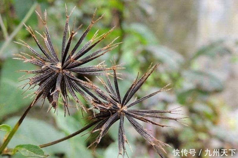  竟是|长见识！农村这三种常见的野草，竟是治病的“奇草”