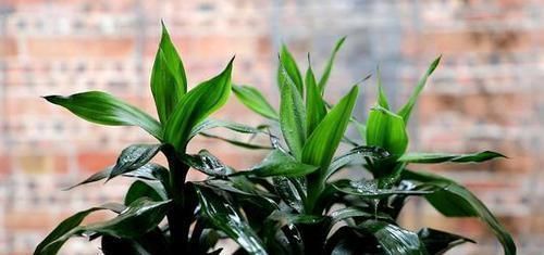 打蜡|水培富贵竹,水里加点它,茂盛不黄叶,叶子像打蜡,蹭蹭冒新叶!