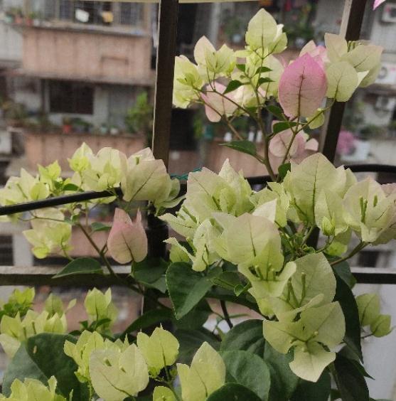 一树多色的三角梅,你养了吗