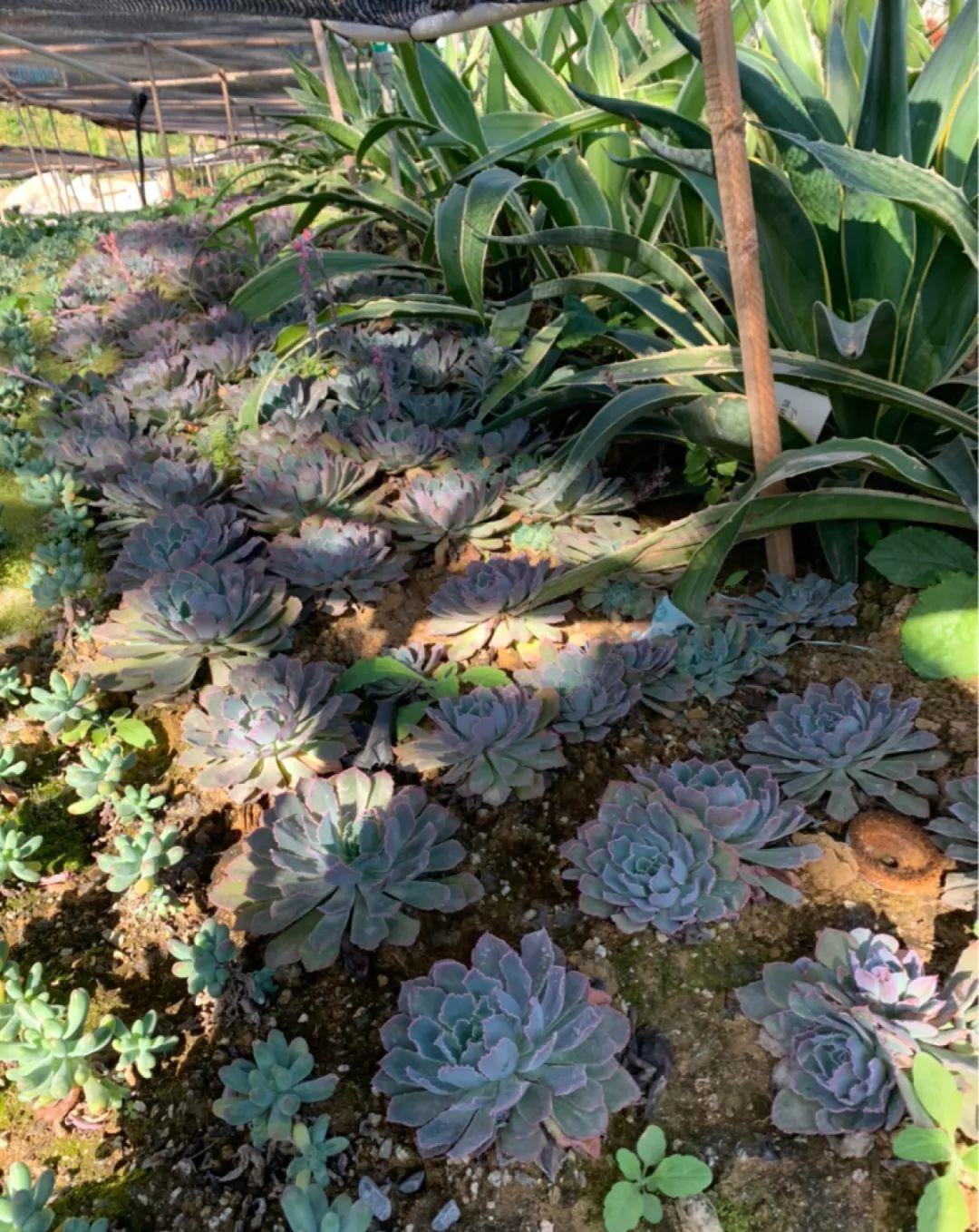 多肉盆栽:懒人必养的几种多肉,1盆轻松变10盆,越养越上瘾